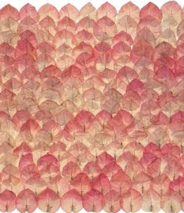 A series of many individual, pink rose petals. The rose petals are dried, pressed flat and arranged so that the petals are overlapping one another in an organized grid. Each petal is unique in color shade, texture, and shape or size. The grid of pressed rose petals forms a larger rectangle.