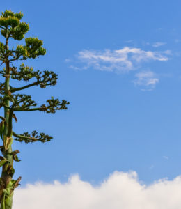 An agave tree rises to meet a bright blue sky, studded with white clouds. The sun shines on the tree from the right of the picture plane. The tree has distinct branches that are in bloom.